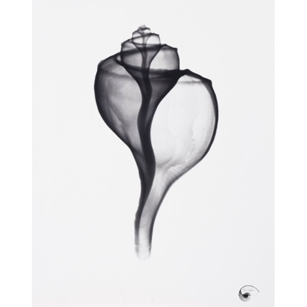 Bert Meyers X-Ray, photograph: Bert Meyers "X-Ray - Channeled Whelk Seashell," c. 1996 photograph signed in image, hand-signed on verso edition of 10 20" x 16" unframed