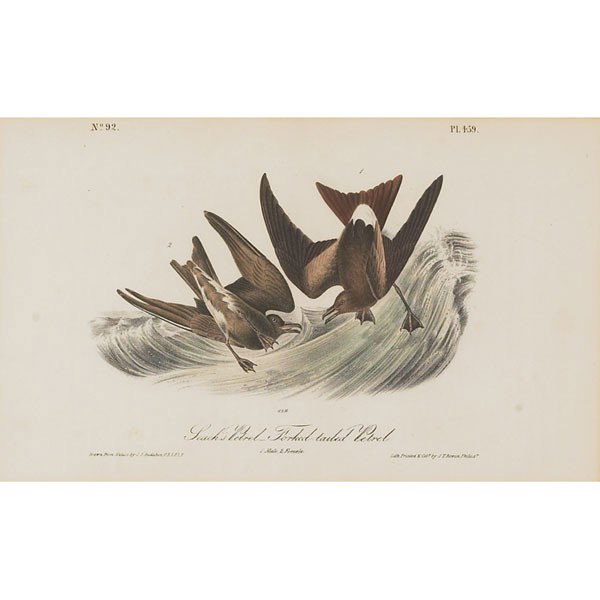 After John James Audubon (American, 1785-1851) "Fo: After John James Audubon (American, 1785-1851) "Forked-Tailed Petrel," 1827- 1838, lithograph, 5.75" x 9.5", printed and hand-colored by J. T. Bowen, plate 459, framed