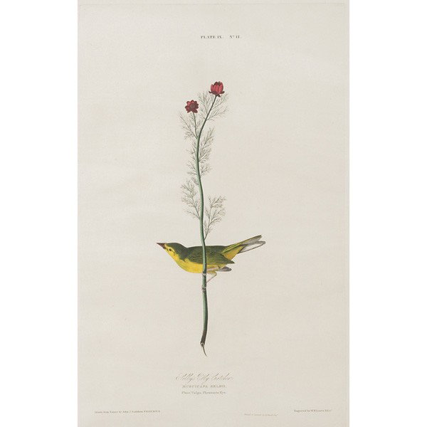 After John James Audubon (American, 1785-1851) "Se: After John James Audubon (American, 1785-1851) "Selby's Fly Catcher," (from Audubon's The Birds of America)1827-1838, engraving, 20.5" x 12.75", printed and hand-colored by R. Havell, plate IX, framed