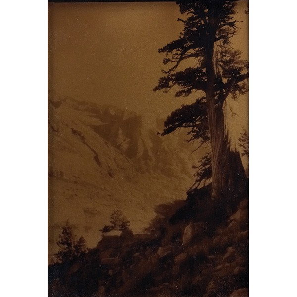 Lindley Eddy orotone: Lindley Eddy orotone, "Juniper Tree – Sequoia National Park," signed and titled on label on verso, image: 7" x 5", overall: 8.5" x 6.5", framed