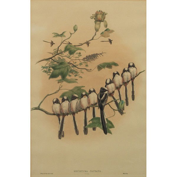 John Gould Mecistura Caudata, color lithograph: John Gould (British, 1804-1881) "Mecistura Caudata," c. 1870, color lithograph, 19.5" x 12.5", unsigned, framed