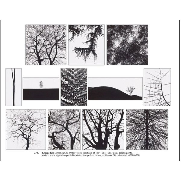 George Tice: George Tice (American, b. 1938) "Trees, (portfolio of 12)" 1964-1965, silver gelatin prints, various sizes, signed on portfolio folder, stamped on mount, edition of 50, unframed