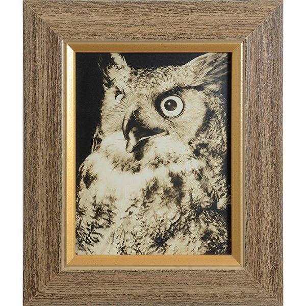 Margaret Bourke-White (American, 1904-1971) Wildlife: Margaret Bourke-White (American, 1904-1971) "Wildlife (a group of 3 works including an Eagle, Owl and Hawk," c. 1940, gelatin silver print, 13.25" x 10.25", two with photographers 'PM' stamp on verso,