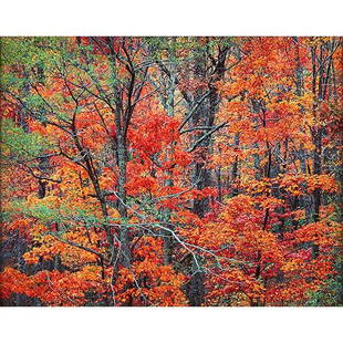 Christopher Burkett, (American, b. 1951), Cherokee: Christopher Burkett, (American, b. 1951), Cherokee Autumn Forest, Tennessee, 1993, cibachrome, signed, titled, dated and numbered in pencil on verso, #3, 20" x 24"