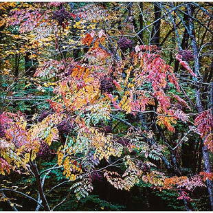 Christopher Burkett, (American, b. 1951), Pastel: Christopher Burkett, (American, b. 1951), Pastel Aralia, North Carolina, 1993, printed 1995, cibachrome, signed, titled, dated and numbered in pencil on verso, #4, 24" x 20"