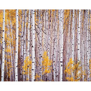 Christopher Burkett, (American, b. 1951), Aspen Grove,: Christopher Burkett, (American, b. 1951), Aspen Grove, Colorado, 1993, printed 1997, cibachrome, signed, titled, dated and numbered in pencil on verso; signed on the mat, 20" x 24"