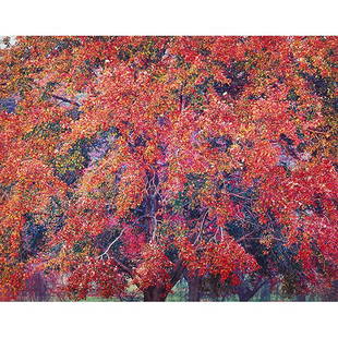 Christopher Burkett, (American, b. 1951), Luxuriant Red: Christopher Burkett, (American, b. 1951), Luxuriant Red Maple, Kentucky, 1996, cibachrome, signed, titled, dated and numbered in pencil on verso; signed on the mat, 20" x 24"