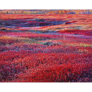 Christopher Burkett, (American, b. 1951), Sunrise and: Christopher Burkett, (American, b. 1951), Sunrise and Autumn Blueberries, Maine, 1994, printed 1996, cibachrome, signed, titled, dated and numbered in pencil on verso; signed on the mat, 20" x 24"