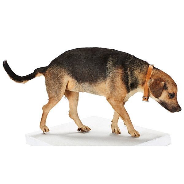 Taxidermy dog, full body mount in a walking pose: Taxidermy, dog, full body mount in a walking pose, 34 3/4"w x 8"d x 16 1/2"h