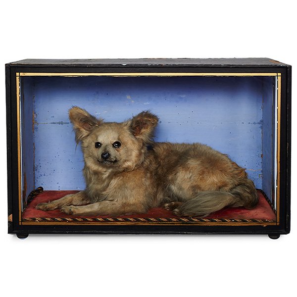 Taxidermy dog diorama, full body mount: Taxidermy, dog diorama, full body mount, 23 1/2"w x 9 3/4"d x 14"h