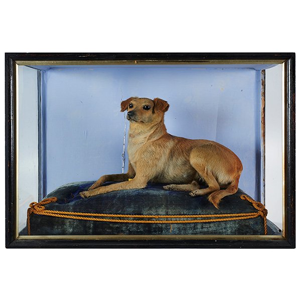 Taxidermy dog diorama, full body mount: Taxidermy, dog diorama, full body mount, 27 1/2"w x 13 1/4"d x 18 3/4"h