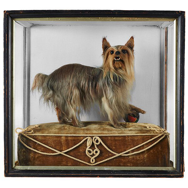 Taxidermy dog diorama, full body mount of a Terrier: Taxidermy, dog diorama, full body mount of a Terrier with ball, 21 3/4"w x 10 1/2"d x 20"h