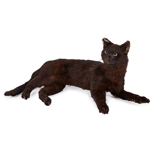 Taxidermy House Cat For Sale
