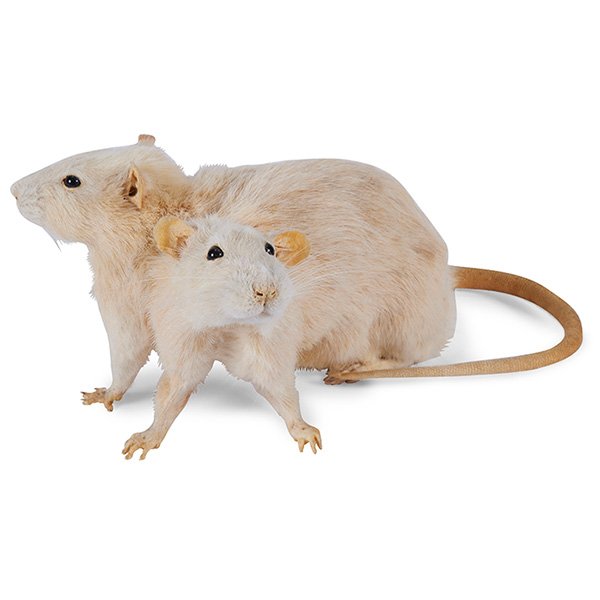 Taxidermy Faux Oddity rat, full body mount of a: Taxidermy Faux Oddity, rat, full body mount of a two-headed white rat, 10''w x 6''d x 4 3/4''h