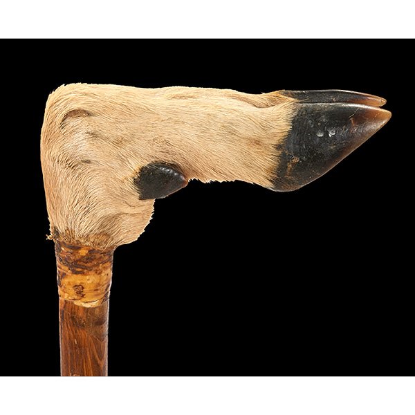 Taxidermy Hoof cane: Taxidermy, Hoof cane, deer hoof handle, vellum collar, pine shaft, rubber tip, 5 5/8"l x 1 1/2"d x 2 1/2"h; 34 1/2"h overall