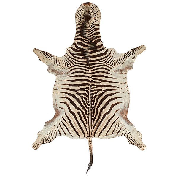 Burchell's Zebra rug 115" x 75" (1 of 1)
