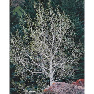 Christopher Burkett , cibachrome: Christopher Burkett (American, b. 1951), "Spring Aspen and Lavender Stone, Colorado", c. 1989 (printed 1991); cibachrome, 23" x 18.5", signed in pencil.