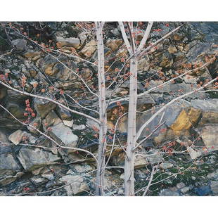 Christopher Burkett , cibachrome: Christopher Burkett (American, b. 1951), "Flowering Beech Tree and Rock Wall, Virginia", c. 1987 (printed 1991); cibachrome, 18" x 23", signed in pencil