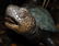 Bronze Boy on Tortoise Fountain Sculpture - 10