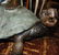 Bronze Boy on Tortoise Fountain Sculpture - 7