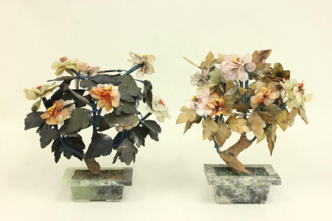 2 Asian Jade Trees (1 of 7)