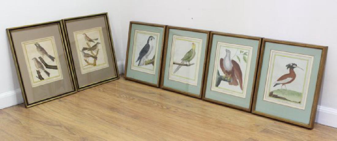 After Francois Nicolas Martinet, 6 Bird Prints (1 of 5)