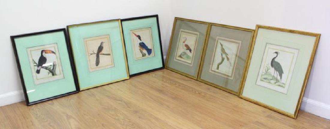 After Francois Nicolas Martnet, 6 Bird Prints: Colored engravings. 5 signed in plate. All approx. 10" H x 8" W sight, various sizes framed.