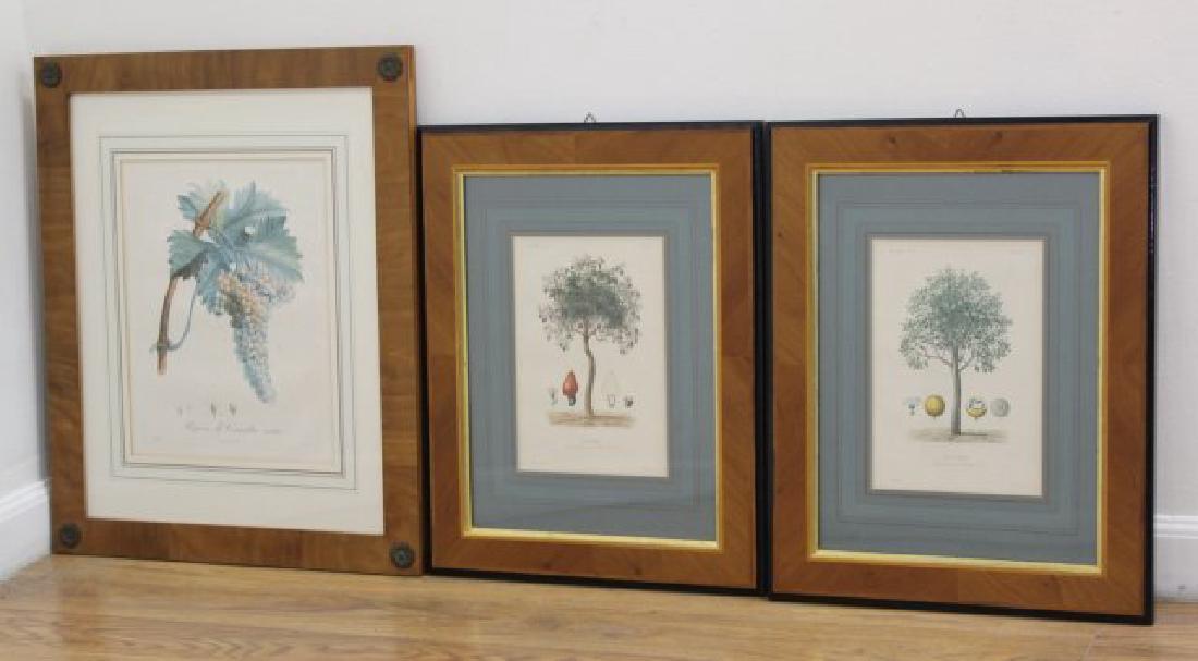 3 Botanicals: 3 botanicals . One pair botanicals - Maubert, approx. 10" H x 7" W sight, 19" H x 15" W framed. One "Raisin de Corinthe," Pierre J.F. Turpin, approx. 13" H x 10" W sight, 22" H x 19" W framed.