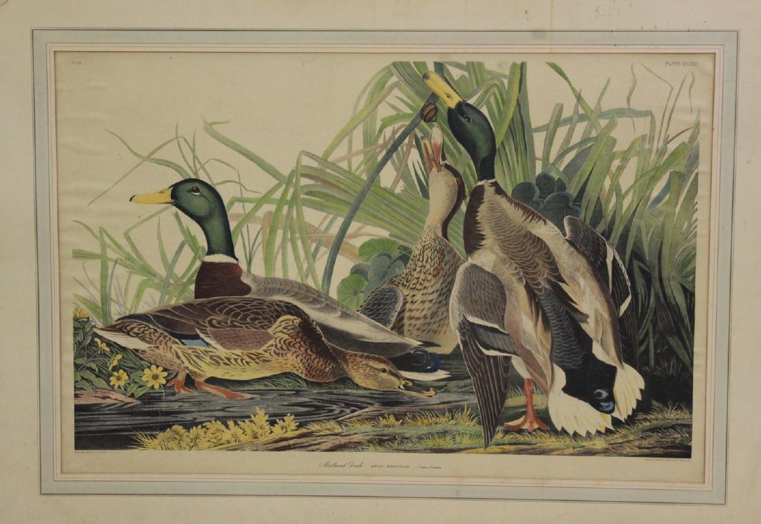 John James Audubon, "Mallard Duck" (1 of 4)