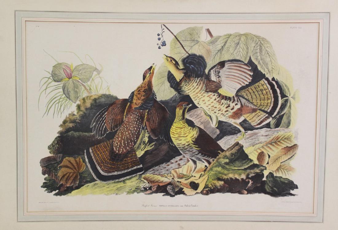 John James Audubon, "Ruffed Grouse" (1 of 4)