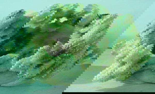 Carved fish bowl: With floral design all around. Approx. 15" H x 24" W