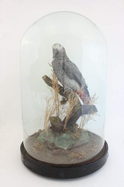 Victorian Taxidermy Parrot: Under a dome, on wood stand. Approx. 20" H. From a NYC collector's 40 year compilation.