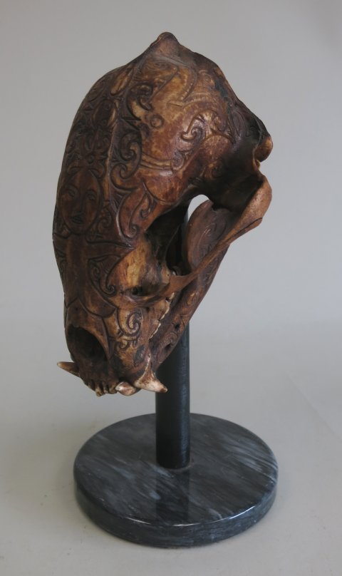 Dyak Sun Bear Skull (1 of 3)