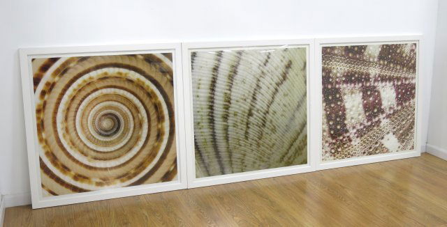 Ben Wood, "Sepia Shells" (1 of 4)