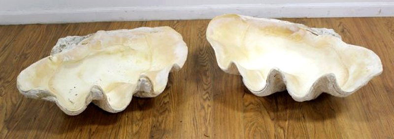 Pair Giant Scallop Shells (1 of 4)