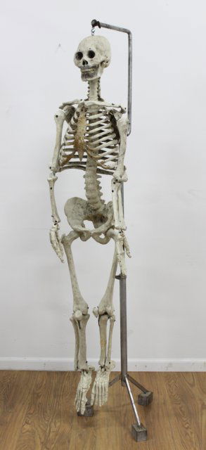 Doctor's Papier Mache Model of Human Skeleton (1 of 3)