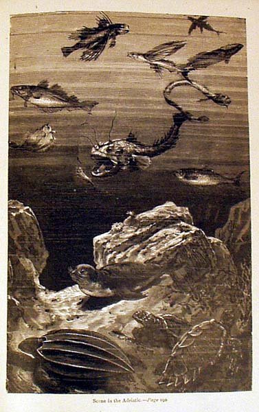 Verne 20,000 LEAGUES UNDER THE SEA 1874 Engraving - 4