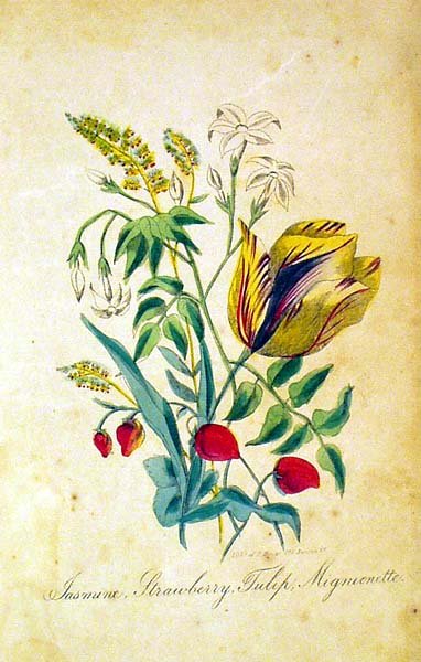 Martyn LADIES' WREATH ANNUAL 1851 Botanical Plate - 3