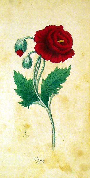 Martyn LADIES' WREATH ANNUAL 1851 Botanical Plate - 5