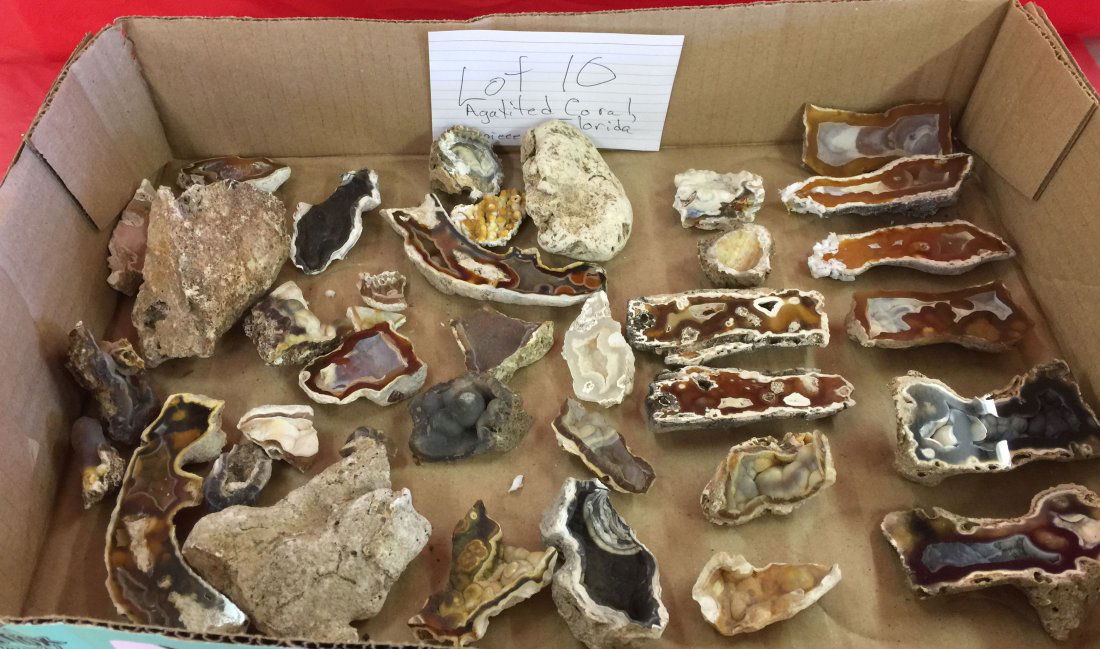 30 PIECES AGITATED CORAL, FLORIDA (1 of 2)