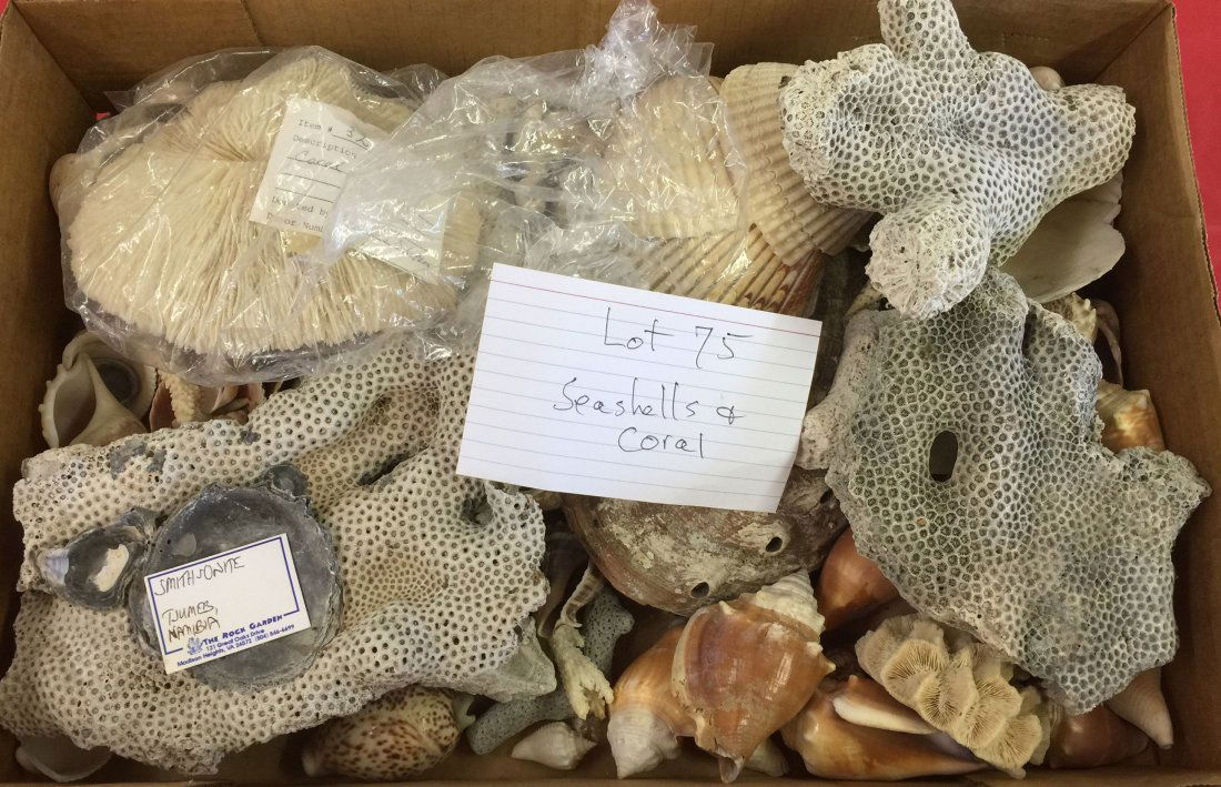 LOT OF SEASHELLS & CORAL (1 of 3)