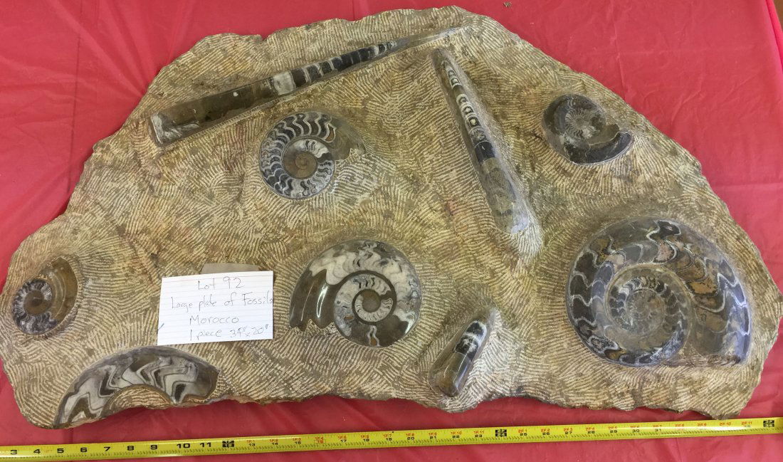 1 PC LARGE FOSSIL PLATE MOROCCO, 34"X20" (1 of 1)