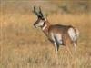 ARIZONA LAND, SILVER CREEK ACRES, 1.10 AC, CASH