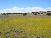 ARIZONA LAND, GALLUP AREA, 37.81 AC, TERM