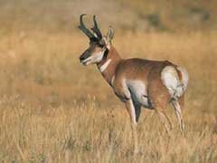 ARIZONA LAND, WHITE MOUNTAIN LAKES $148.33/MO