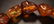 AN AMBER CARVED BRACELET - 3