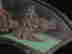 item-121319375=2
