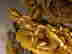 item-121319585=3