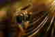 item-129085890=2