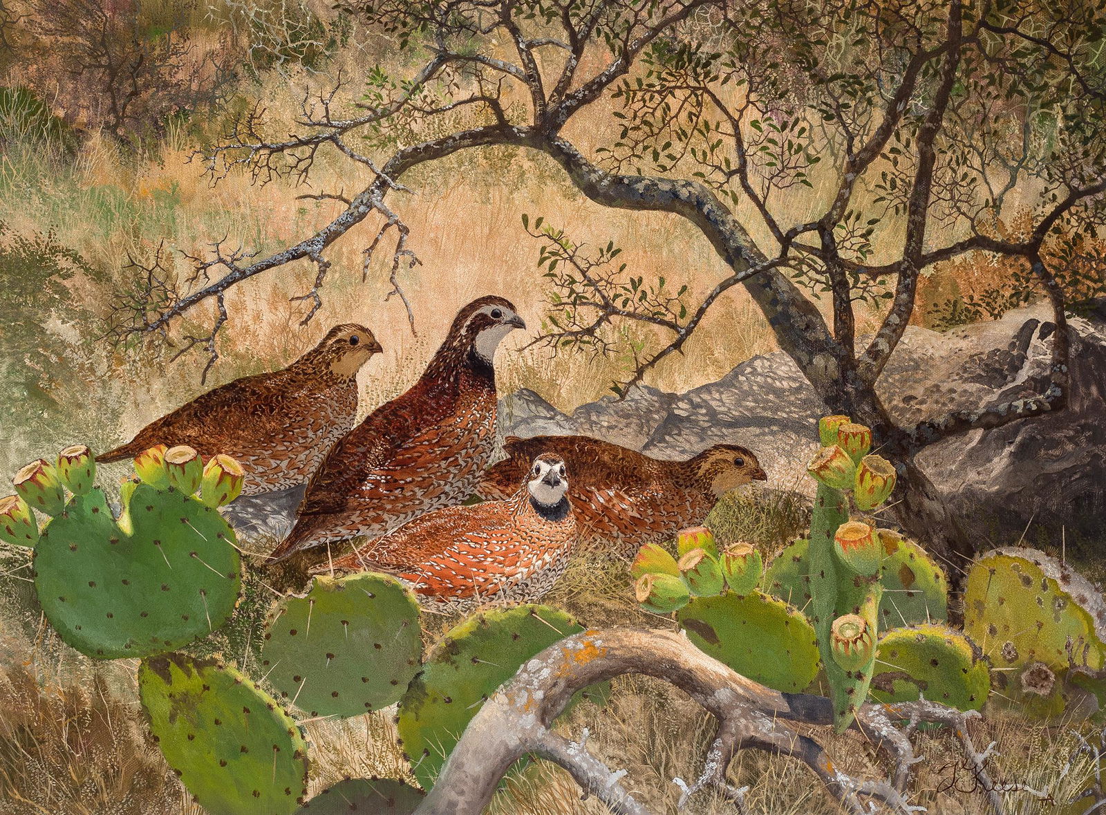 Travis Keese | Bobwhites (1 of 1)